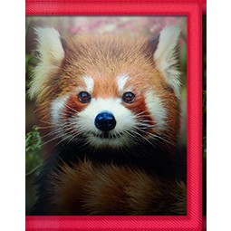 3D LIVELIFE Brieftasche Red Panda / Wallet Roter Panda